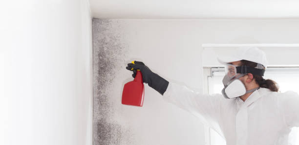 Best Home Mold Removal  in Shell Rock, IA