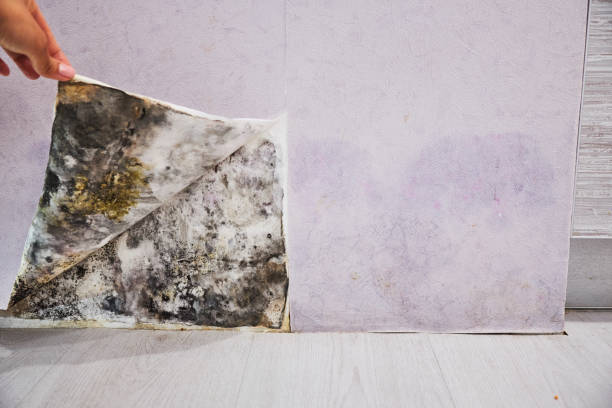 Attic Mold Removal in Shell Rock, IA
